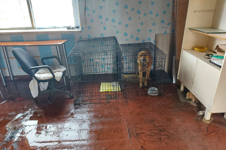 В Ширинском районе найден собачий концлагерь «Сытый пес»
